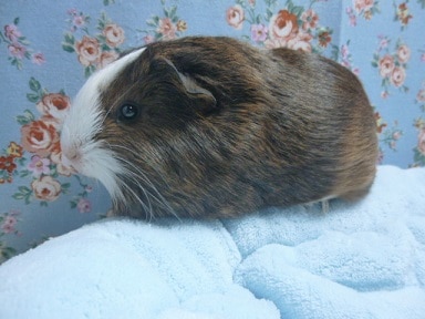 シェルティモルモット