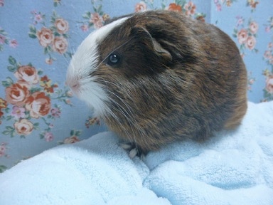 シェルティモルモット