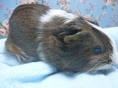 シェルティモルモット