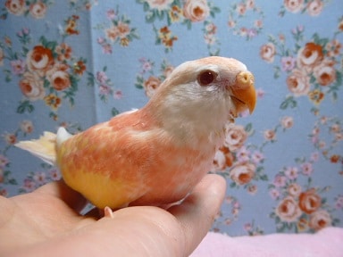 アキクサインコ（秋草インコ）