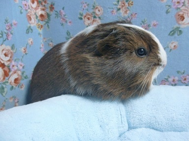 シェルティモルモット