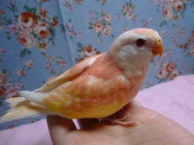 アキクサインコ（秋草インコ）