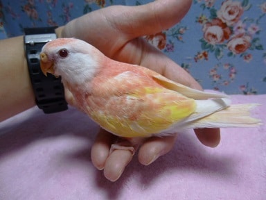 アキクサインコ（秋草インコ）