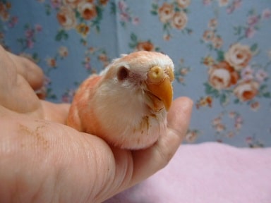 アキクサインコ（秋草インコ）