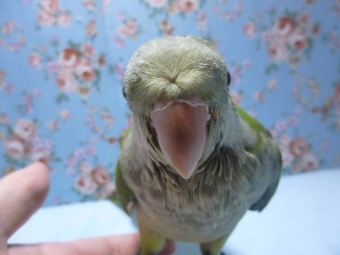 オキナインコ