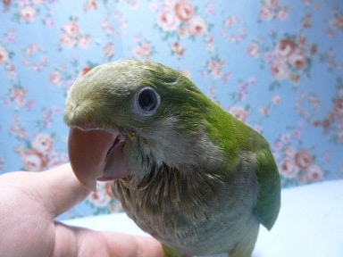 オキナインコ
