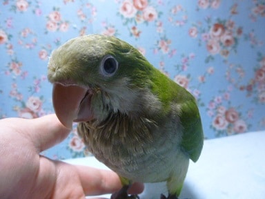 オキナインコ