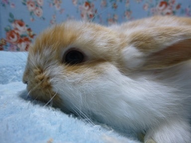 ロップイヤーラビット