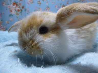 ロップイヤーラビット