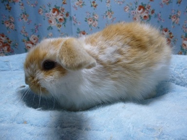 ロップイヤーラビット