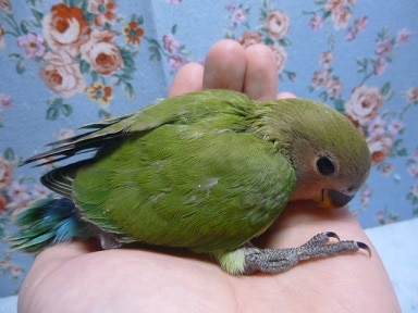 コザクラインコ（小桜インコ）