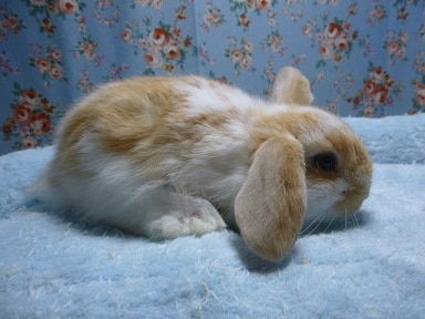 ロップイヤーラビット