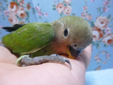 コザクラインコ（小桜インコ）