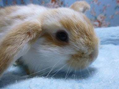 ロップイヤーラビット