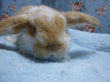 ロップイヤーラビット