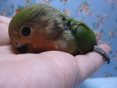 コザクラインコ（小桜インコ）