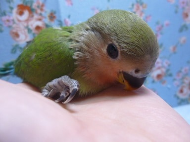コザクラインコ（小桜インコ）
