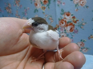 十姉妹（ジュウシマツ）