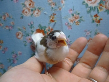 十姉妹（ジュウシマツ）