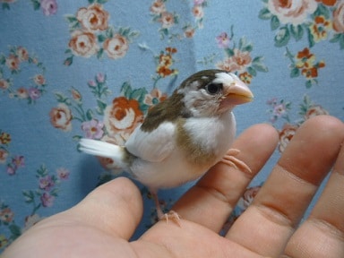 十姉妹（ジュウシマツ）