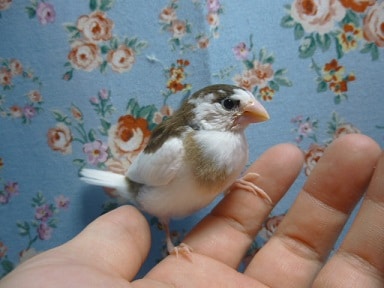 十姉妹（ジュウシマツ）