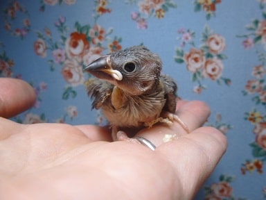 手乗り桜ブンチョウ ヒナ 桜文鳥