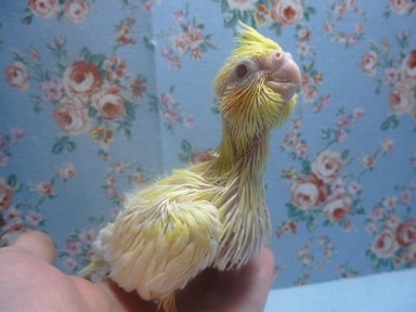 オカメインコ