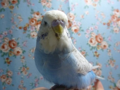 ジャンボセキセイインコ