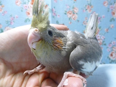 手乗りオカメインコ ノーマルのヒナ! オカメインコ