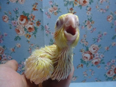 オカメインコ