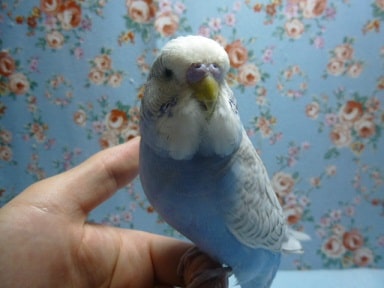 ジャンボセキセイインコ