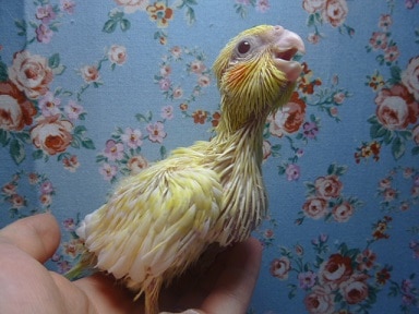 オカメインコ