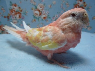 アキクサインコ（秋草インコ）