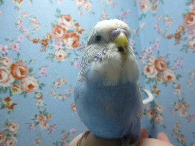 ジャンボセキセイインコ