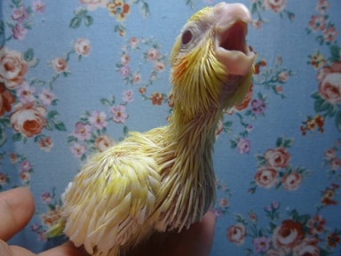 オカメインコ