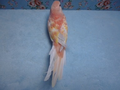 アキクサインコ（秋草インコ）