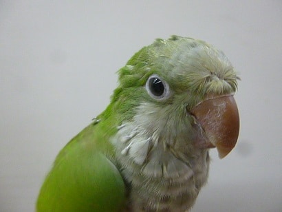 オキナインコ