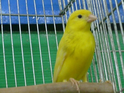 レモンカナリア