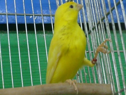 レモンカナリア