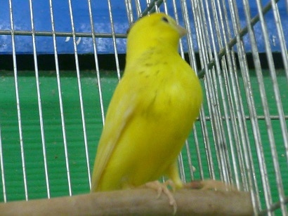 レモンカナリア