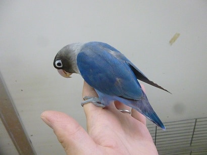 手乗りボタンインコ コバルト ヒナ餌卒業済み ボタンインコ