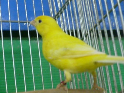 レモンカナリア