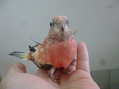 アキクサインコ（秋草インコ）