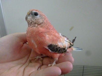 アキクサインコ（秋草インコ）