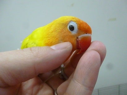ボタンインコ