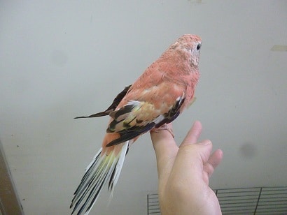 アキクサインコ（秋草インコ）