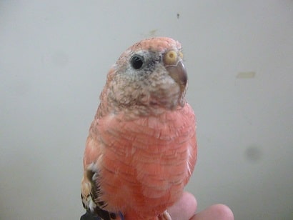 アキクサインコ（秋草インコ）
