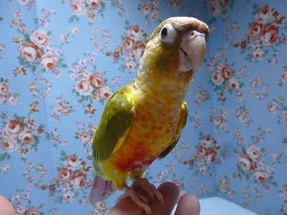 ホオミドリウロコインコ