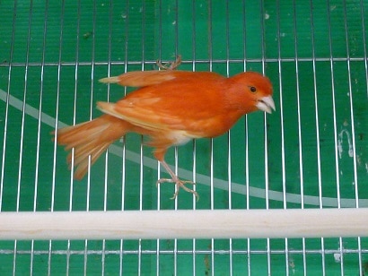 赤カナリア ムフク 赤カナリア