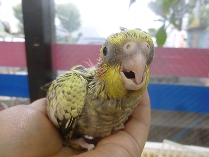 オカメインコ